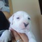 atila,pitbull macho 30 dias